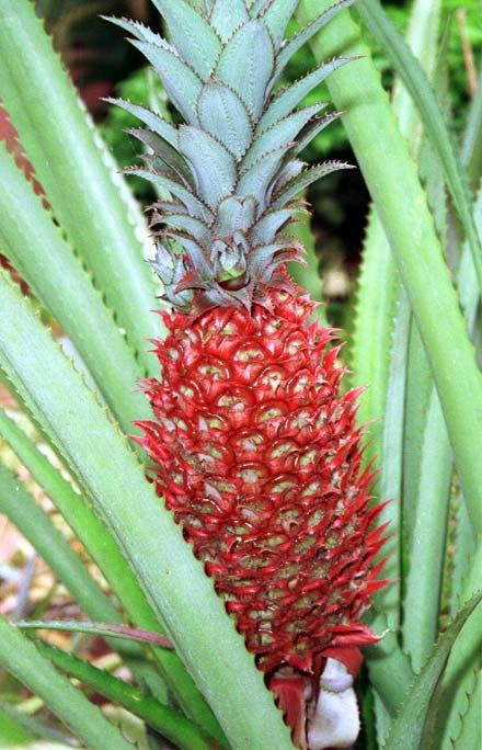 Red and Purple Pineapple Launch!